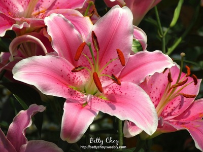 Flowers Gallery - Betty Choy Gallery (Photography)